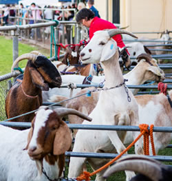 Barcaldine Tree of Knowledge goat racing